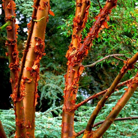 Acer Griseum Paperbark Maple Garden Plants