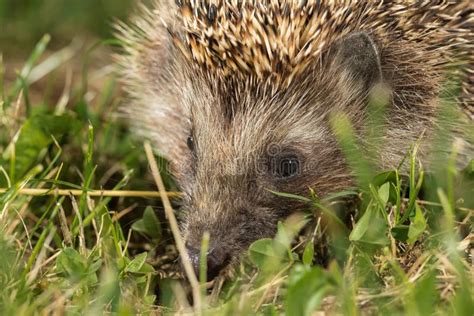 Wild Hedgehog On Walk In The Forest Stock Photo Image Of Prickly