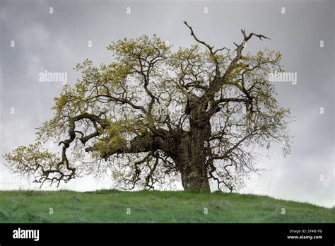 Lone Oak Tree On Hill Hi Res Stock Photography And Images Alamy