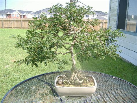 Croix to trinidad, also curacao and margarita and neighboring northern south america as far south as brazil. Barbados Cherry