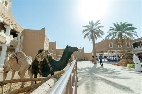 طبيب بيطري يعطي دواء للإبل في القصيم بالمملكة العربية السعودية. في يوم التراث العالمي.. التراث السعودي يشهد نقلة وتحولا ...