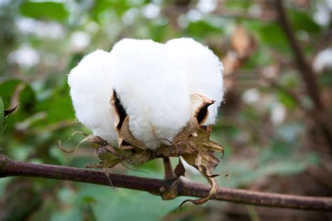 Cotton Boll Stock Photo - Download Image Now - iStock
