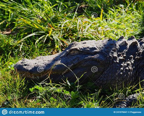 Alligator Resting In The Sun On A Grass Field Stock Image Image Of