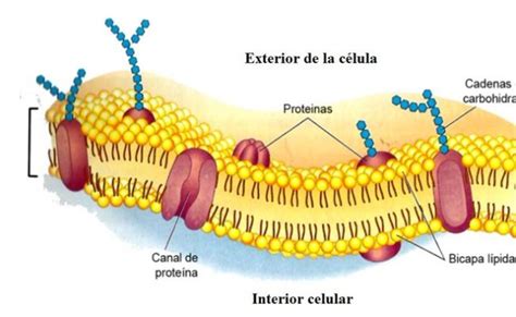 Estructura De La Membrana Celular Modelo Del Mosaico Fluido Biologia