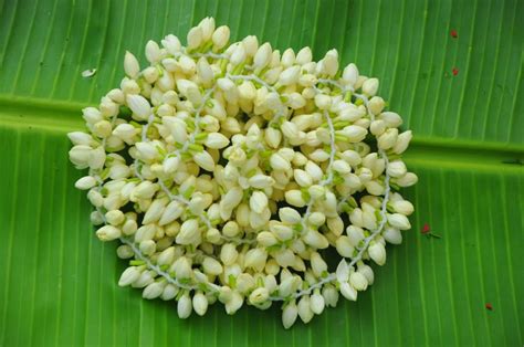 Apeda On Twitter A Consignment Of Gi Tagged Madurai Malli Jasmine