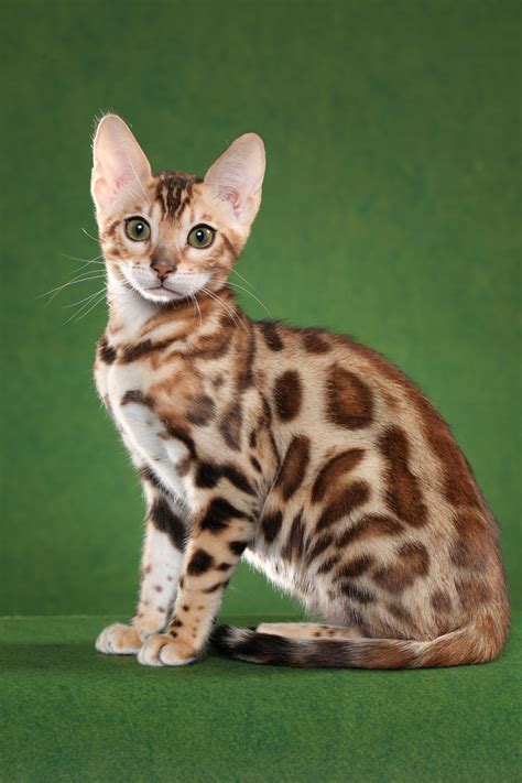 Bengal Cat Breeder Resources 06 Boydsbengals
