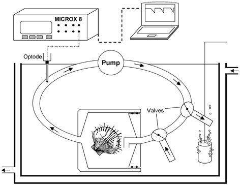 Intermittent Flow Through System For Measurement Of Metabolic Rates