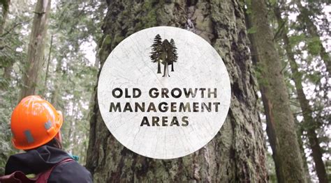 Six Ways Old Growth Forests Are Protected In Bc Forestry Friendly