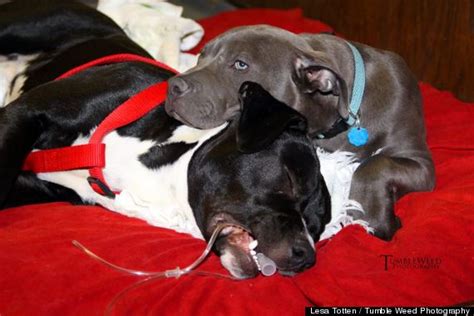 Dominic The Pit Bull Puppy Cuddles And Comforts Animal Patients At
