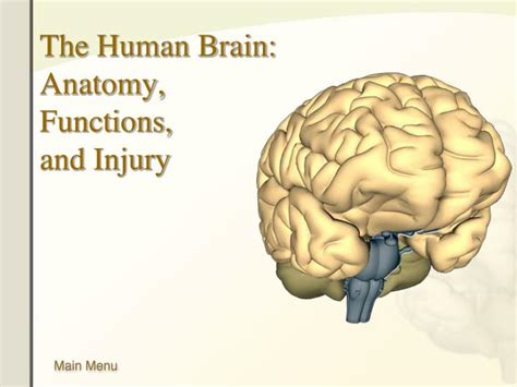 Ppt The Human Brain Anatomy Functions And Injury Powerpoint