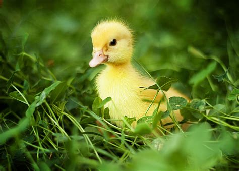 Yellow Duck Wallpapers Top Free Yellow Duck Backgrounds Wallpaperaccess