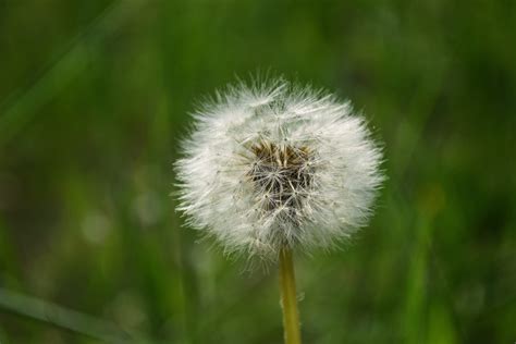 Free Photo White Dandelion Close Up Growth Weed Free Download