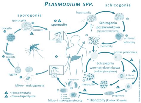 Life Cycle Of Plasmodium With Diagram