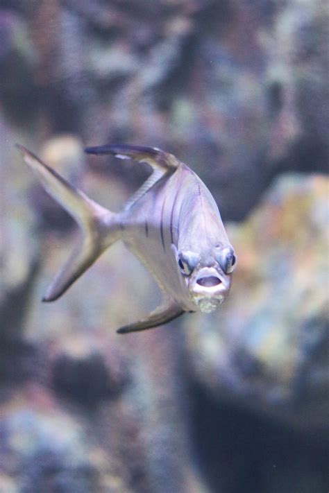 Fish Face - VIA Aquarium NY