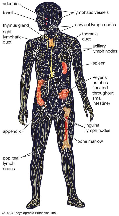 Simple Diagram Lymphatic System Aflam Neeeak