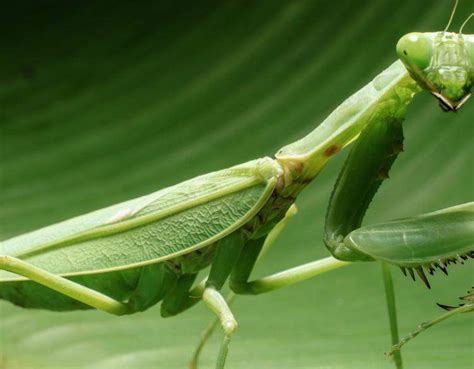 See more ideas about praying mantis, beautiful bugs, bugs and insects. What Does It Mean When You See A Praying Mantis ...