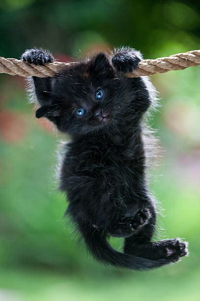 Hang In There Cat Stock Photos Pictures And Royalty Free Images Istock