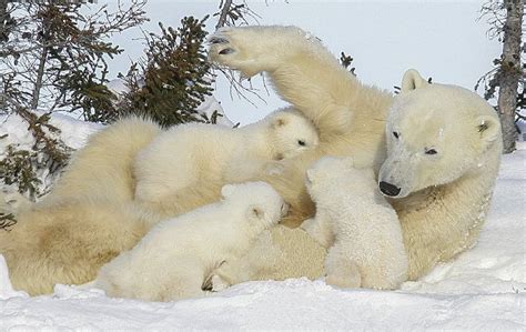 Polar Bear With Cubs Ijsbeer En Baby Ijsbeer