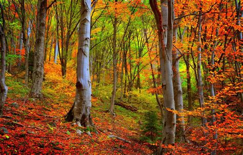 Wallpaper Autumn Forest Trees Forest Nature Falling Leaves Trees