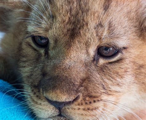 A Close Up Of A Lion Cub S Eyes Stock Image Image Of Eyes Wildlife