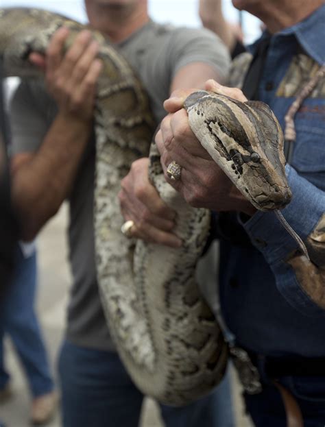 Court Sides With Reptile Keepers Against Giant Snake Ban