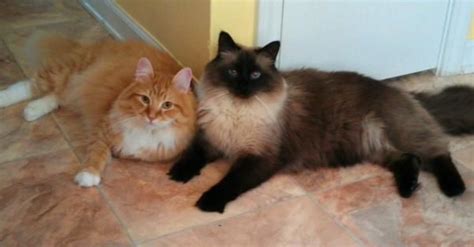 Hypo Allergenic Croshka Siberain Cats And Siberian Kittens For Sale
