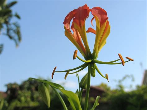 Flame Lily Flower Of The Week Westridge Florist Toowoomba