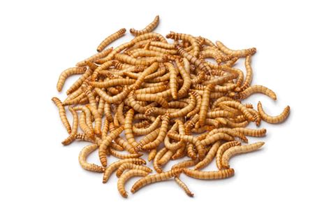 How To Store Mealworms Uncle Jims Worm Farm