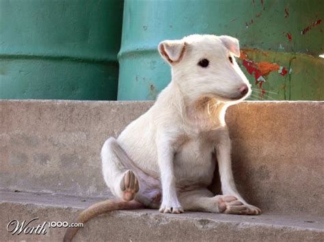 Maybe you would like to learn more about one of these? Urban Legends: The Mexican Pet