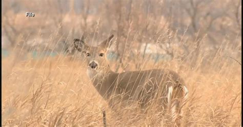 Wisconsin Gun Deer Opener Kicks Off News