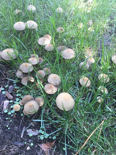 Magic Mushrooms In Nc All Mushroom Info