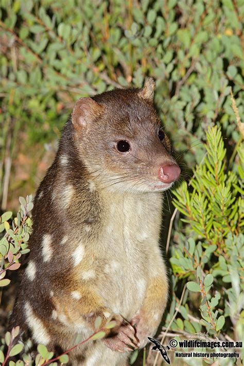 Spot Tailed Quoll 0159 Photo Wildlife Images Photos At