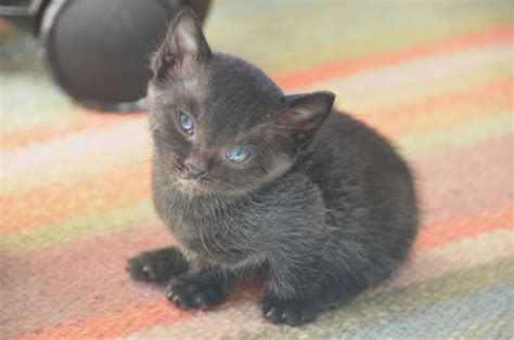 Black Kitten With Blue Eyes Hitchster Flickr