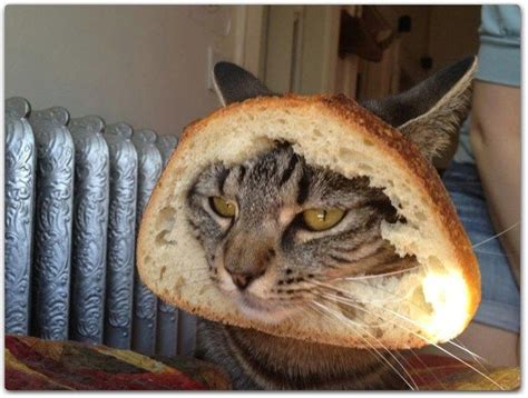 20 Funny Cat Breading H3rcom Weird Funny Pictures Cat Bread Dog