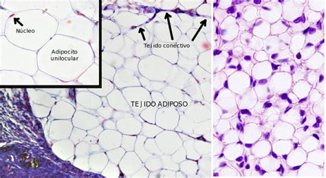 Adipocitos Origem Caracteristicas Tipos E Funcoes Biologia 2022 Images