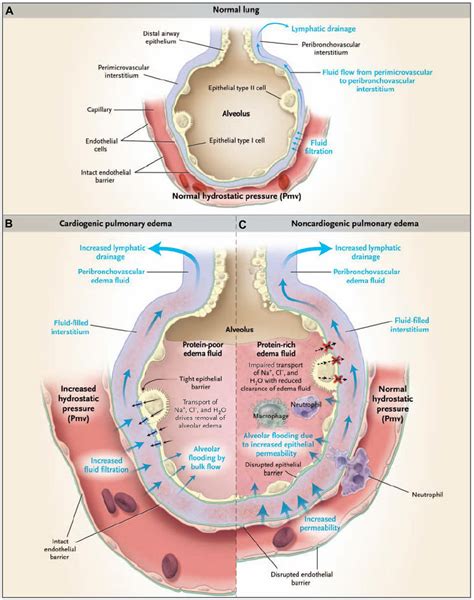Physiology Of Pulmonary Circulation