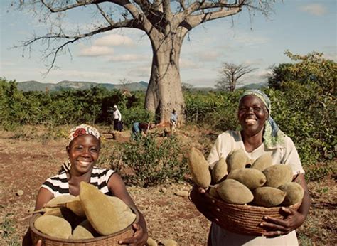 The Baobab Tree And Its Various Uses Farmers Review Africa