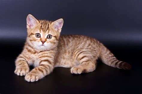 Fluffy Ginger Tabby Kitten British Cat Stock Image Image Of Shot