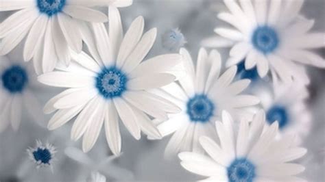 Blue And White Flowers Wallpaper Blue Flowers Pinterest Blue