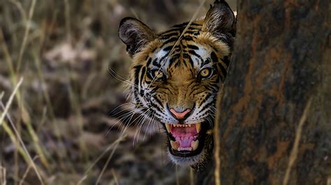 Tigers Confirmed As 6 Subspecies Its Big Deal For Conservationn
