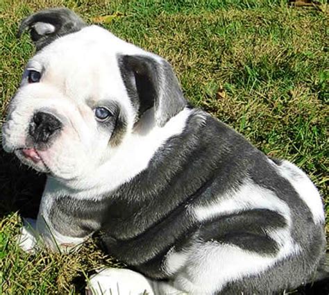 Will be ready to go oct 14 for sure, maybe the thanksgiving weekend the parents are both pure sam we are taking deposits for our litter of ioeba olde english bulldogges. If only I could find an English bulldog just like this ...