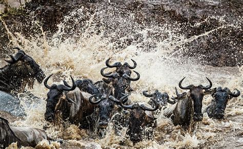 Herd Of Wildebeest Migrating Across Mara River Kenya Photograph By