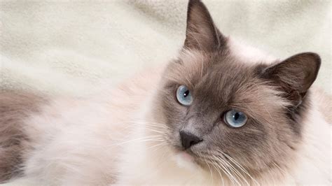 Best Cat Breeds for Apartment Living | White cat breeds, Cat breeds, Best cat breeds