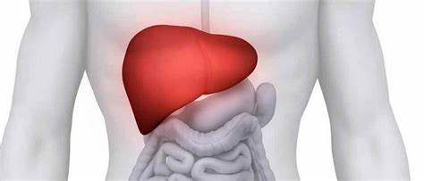 Увеличена печень: причины и лечение гепатомегалии Картинка - Увеличена печень: причины и лечение гепатомегалии