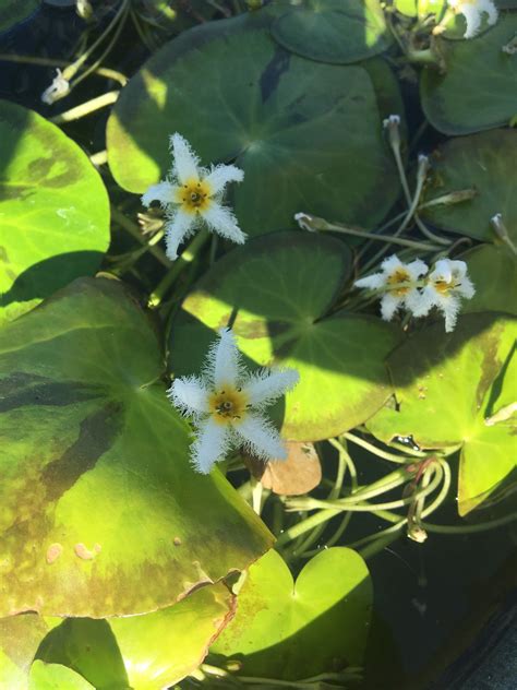 Water Snowflake Plant Leaves Plants Leaves
