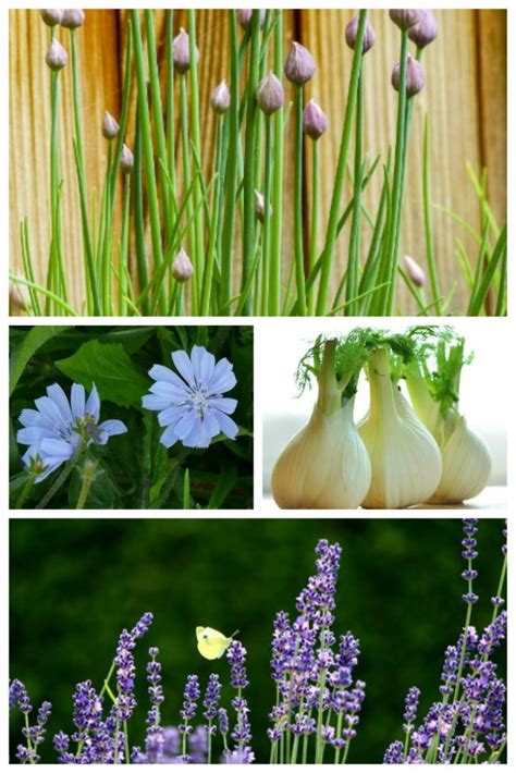 List Of Perennial Herbs And How To Use Them In Cooking
