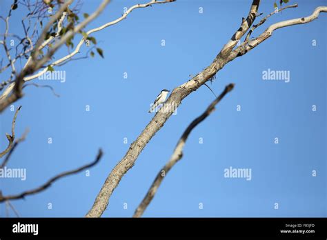 White Winged Triller Lalage Tricolor In Australia Stock Photo Alamy