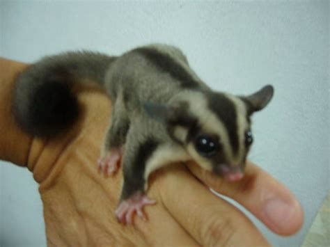 Welcome to sugar gliders galore home of the best variety and quality gliders. BABY SUGAR GLIDER FOR SALE ADOPTION from Johor Johor Bahru ...