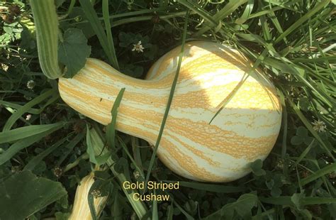Gourds Squashes And Pumpkins Plant Care And Collection Of Varieties