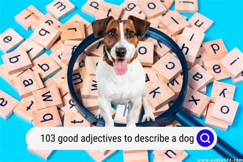 103 Good Adjectives To Describe A Dog Oodle Life